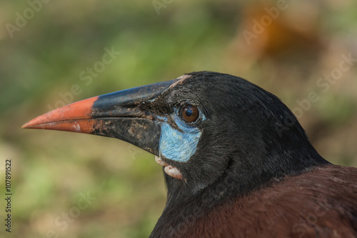 Montezuma Oropendola