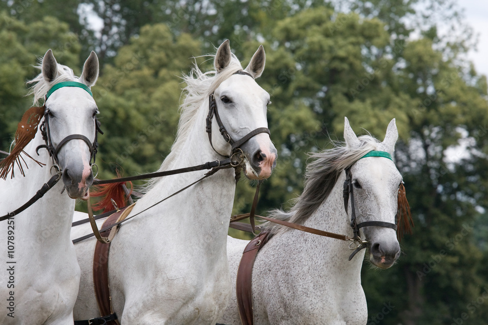 Portrait of three white running horse