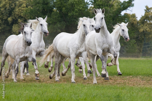 Herd horses running on meadow © lenkadan