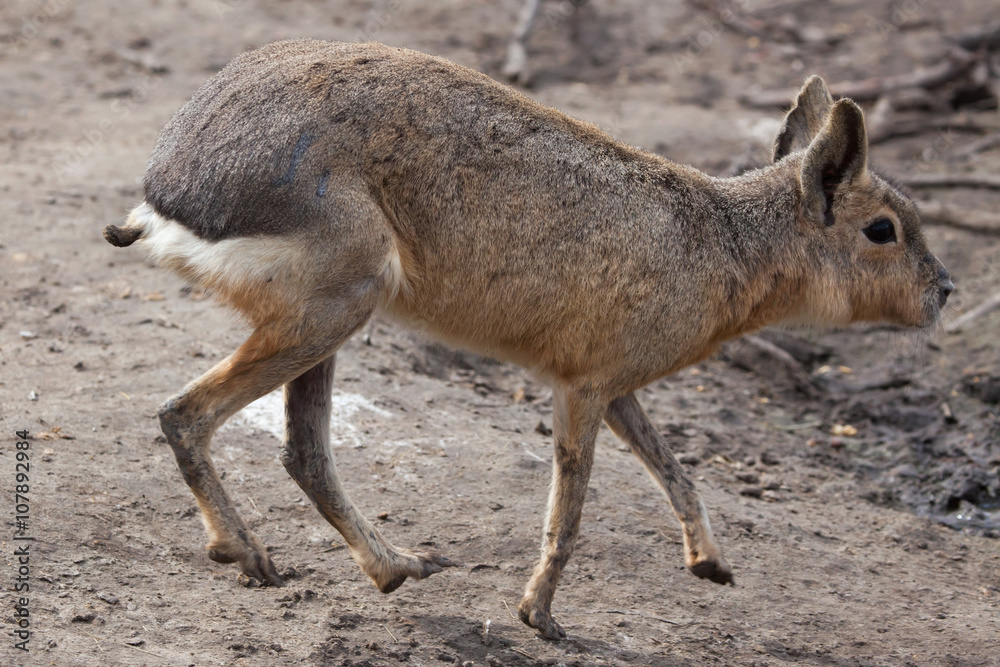 Fototapeta premium Patagonian mara (Dolichotis patagonum).