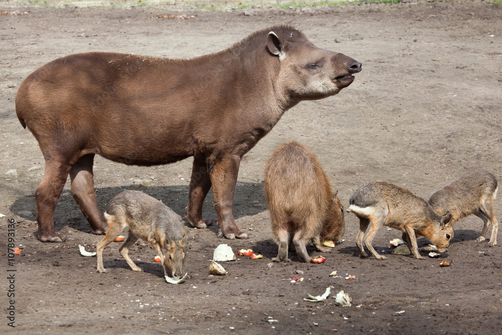 South American tapir (Tapirus terrestris) South American tapir (Tapirus terrestris)