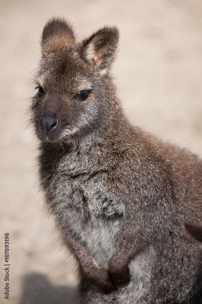 Naklejka premium Red-necked wallaby (Macropus rufogriseus), also known as the Ben