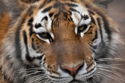 Siberian tiger  Panthera tigris altaica 