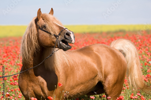 Portrait of beautiful stallion in the poppy field photo