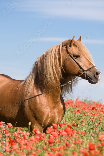 Portrait of beautiful stallion in the poppy field