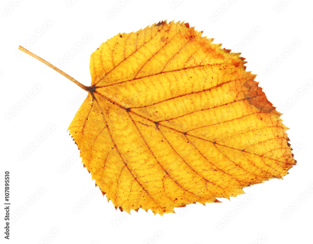 Beautiful autumn leaf, isolated on white