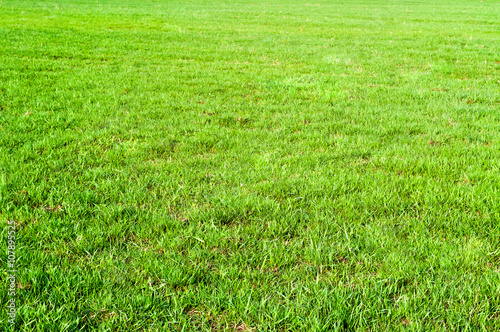 The texture of green grass field photo