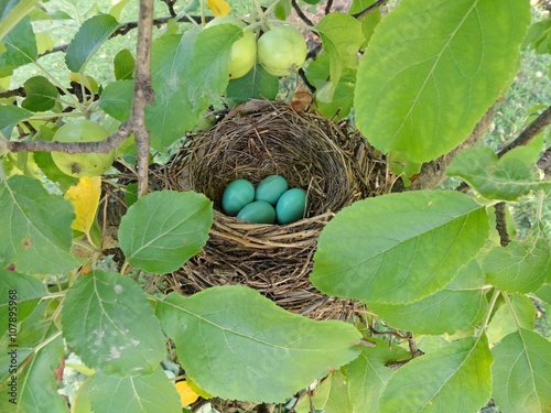 American robin nest with four eggs