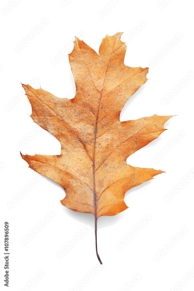 Golden autumn leaf isolated on white background Golden autumn leaf isolated on white background