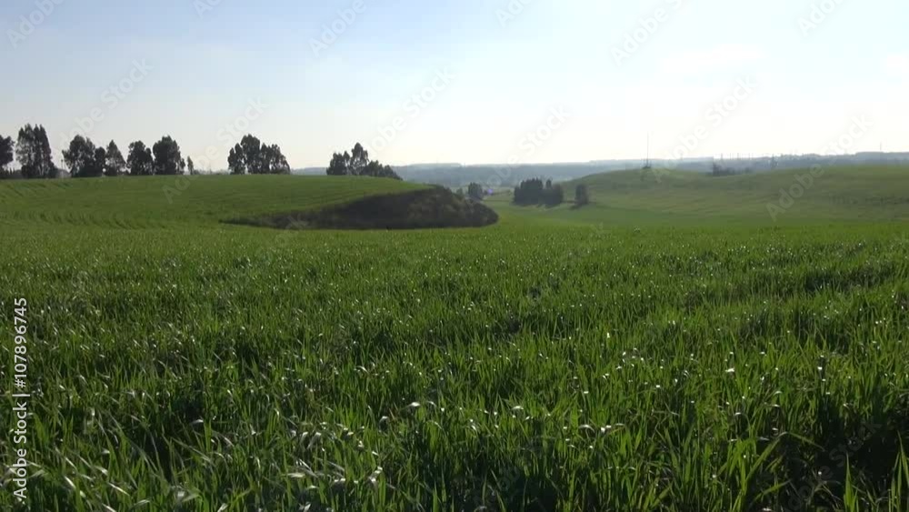 Green Cereal Fields on a Sunny Spring Day Green Cereal Fields on a Sunny Spring Day