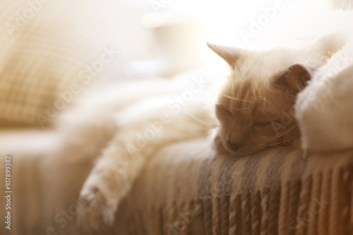 Color-point cat lying on pillow in living room, close up