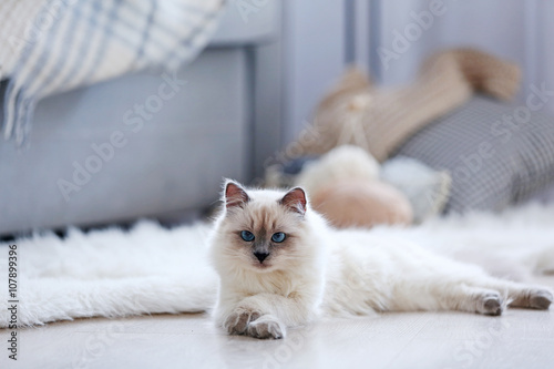 Color-point cat lying on a ...