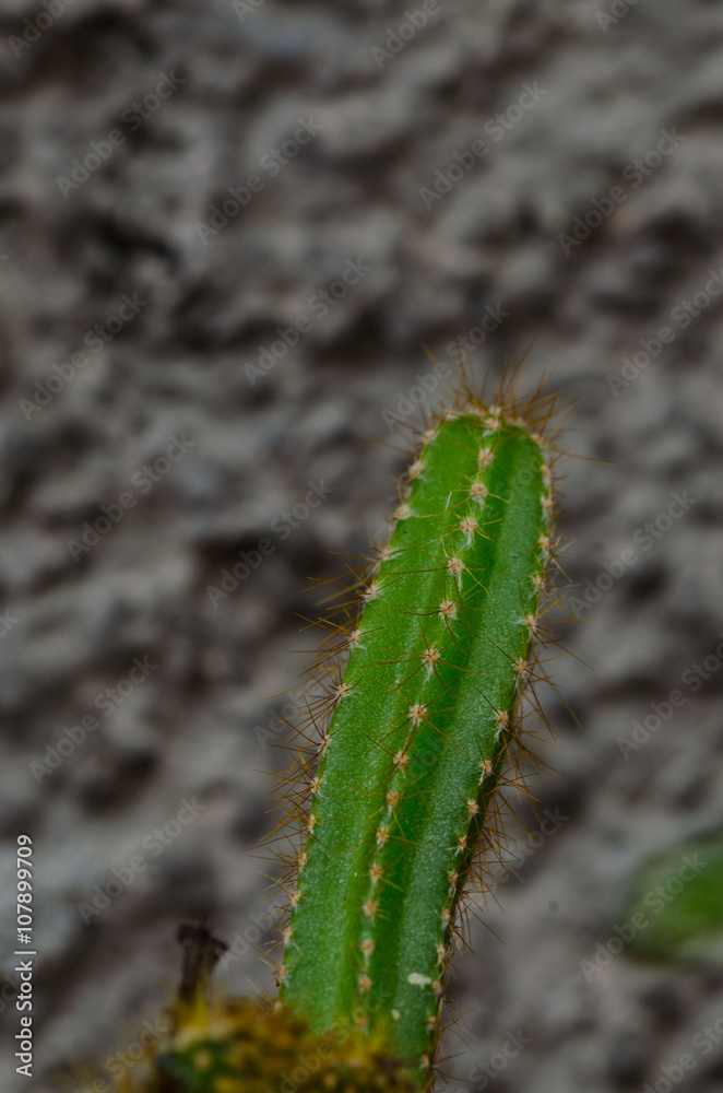 Naklejka premium the cactus