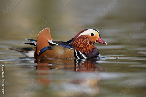 Mandarin Duck, Duck