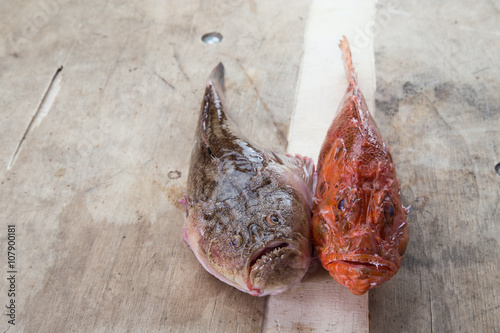 Pesci freschi, scorfano e lacerna