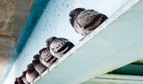 Row of gray pigeons sitting on steel beam.