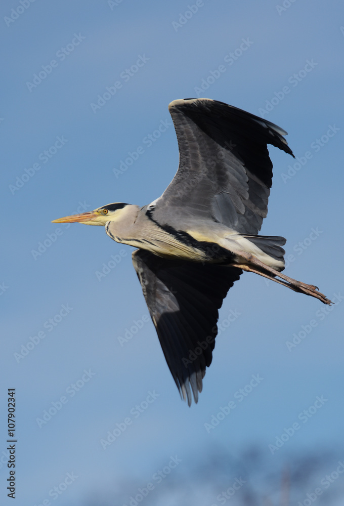 Obraz premium Grey Heron, Ardea cinerea 