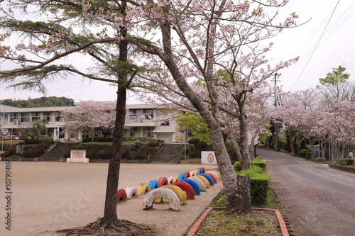 学校の桜