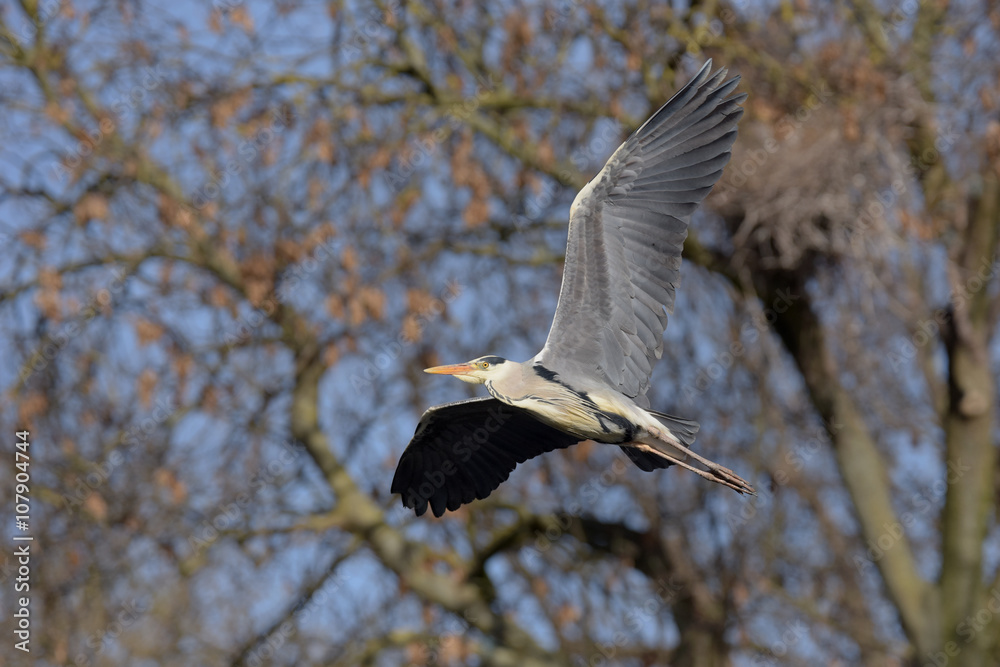 Fototapeta premium Grey Heron, Ardea cinerea