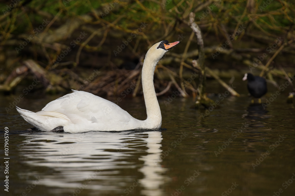 Mute Swan, cygnus olor Mute Swan, cygnus olor