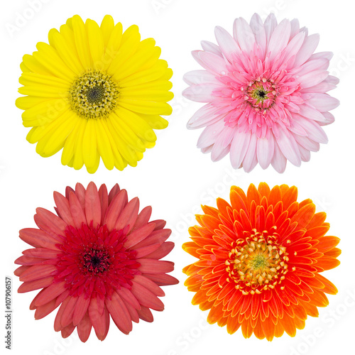 Fototapeta Naklejka Na Ścianę i Meble -  set of gerbera flower isolated on white with clipping path