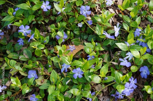 Quadro su tela Blue periwinkle flowers of the vinca vine