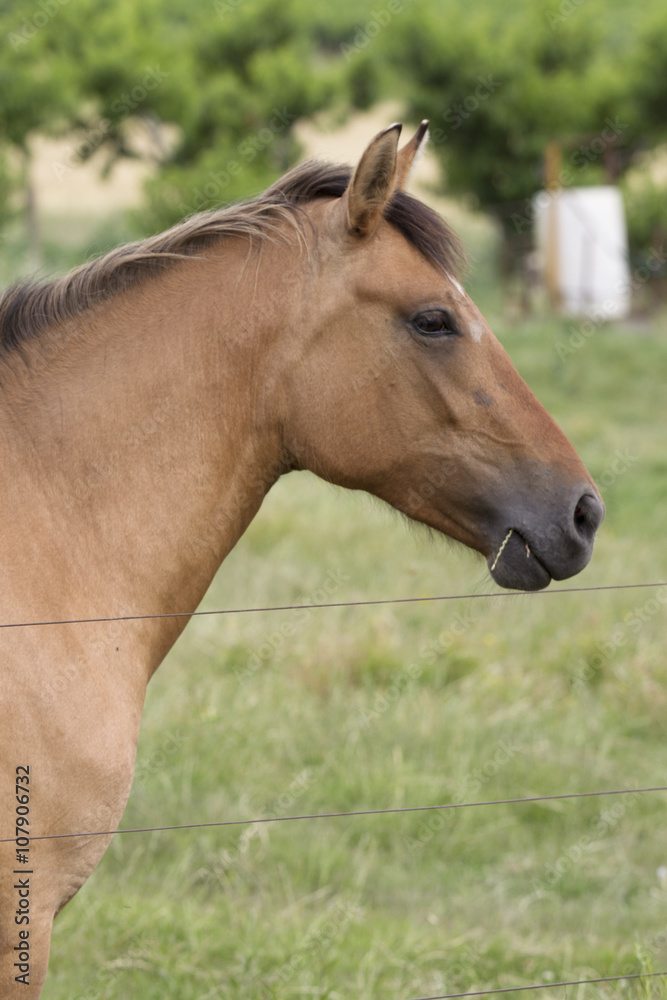 profile of horse profile of horse