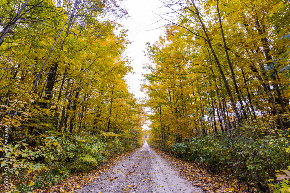 Obraz premium the view down a scenic country roadway in autumn landscape