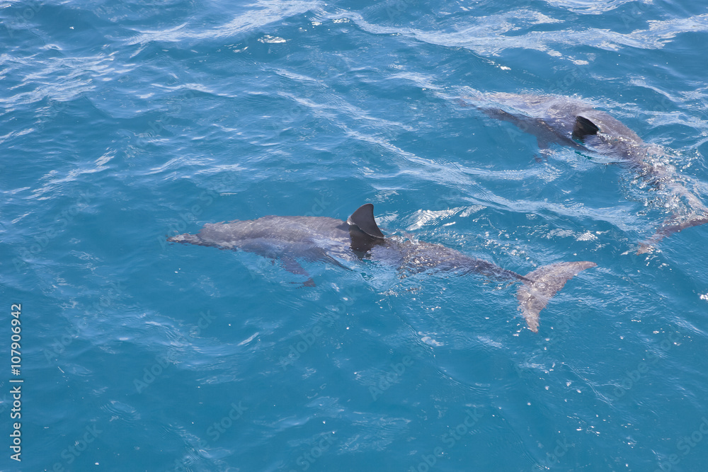 Obraz premium ドルフィンウォッチング
