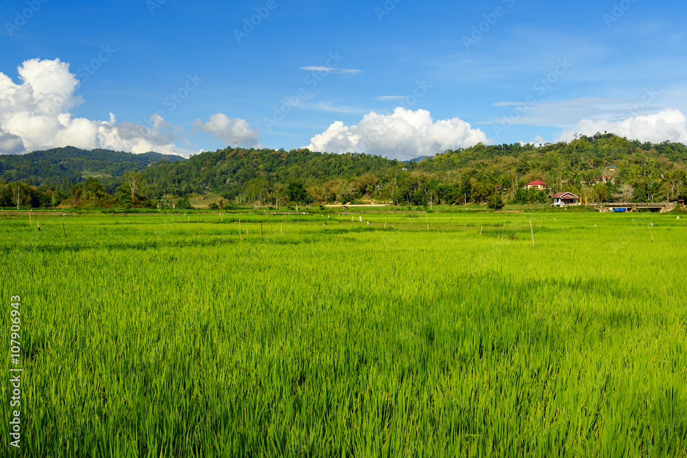 Green rice field in Tana Toraja