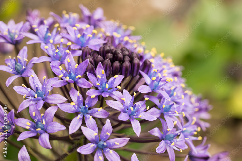 シラーベルビアナの花 Stock Photo Adobe Stock
