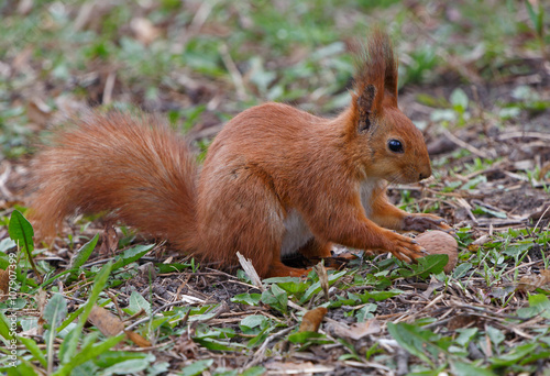 squirrel taking walnut from ground