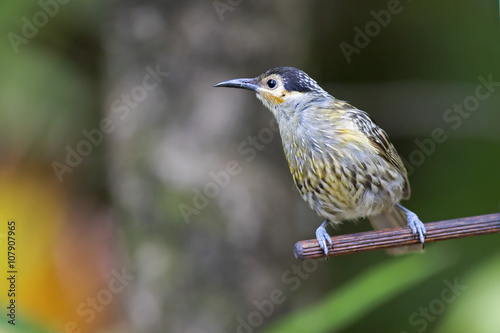 Macleay's Honeyeater (Xanthotis macleayanus) Julatten, Queensland, Australia