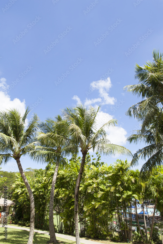 椰子の木と南国の風景