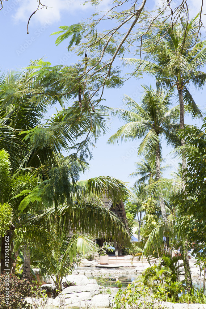 椰子の木と南国の風景