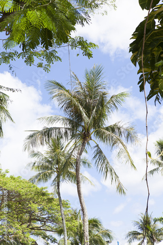 椰子の木と空 南国イメージ