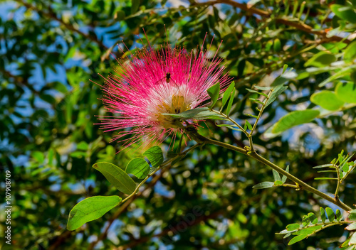 Blossoming Albizia julibrissin is known as Lenkoran acacia tree as well as by...