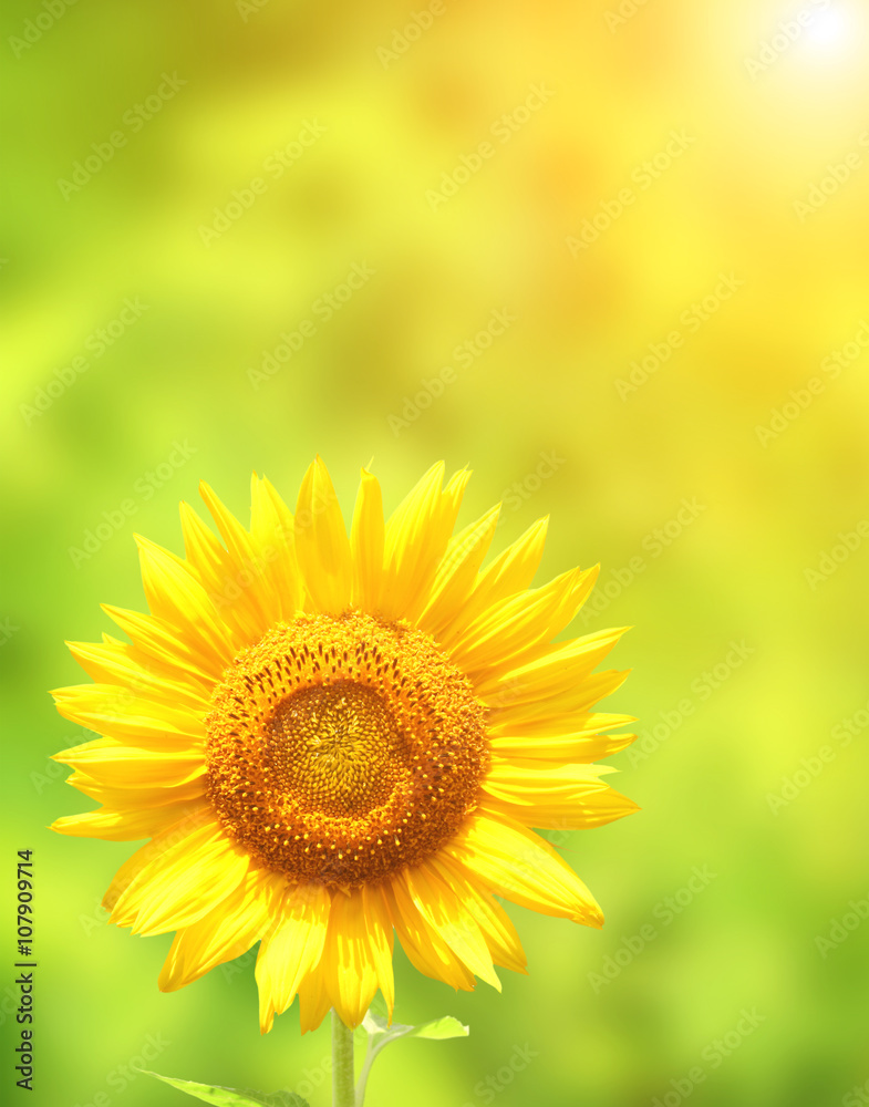 Obraz premium Sunflower on green background