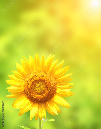 Sunflower on green background