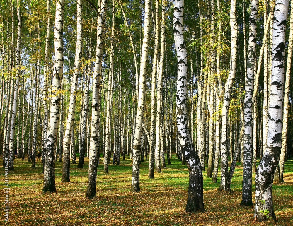 Fototapeta premium Birch forest in the golden evening sunshine