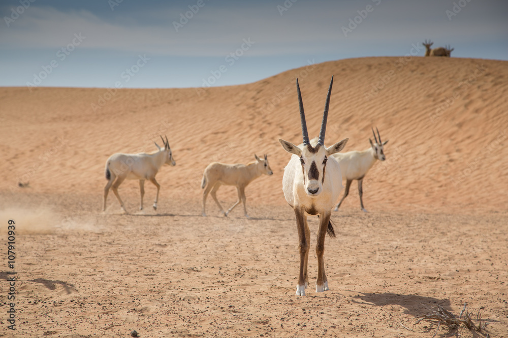Naklejka premium Arabian Oryxes in a desert near Dubai