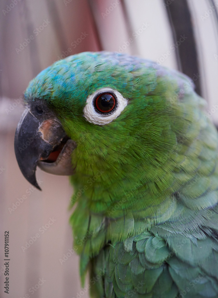 Plakat Zielona papuga w klatce