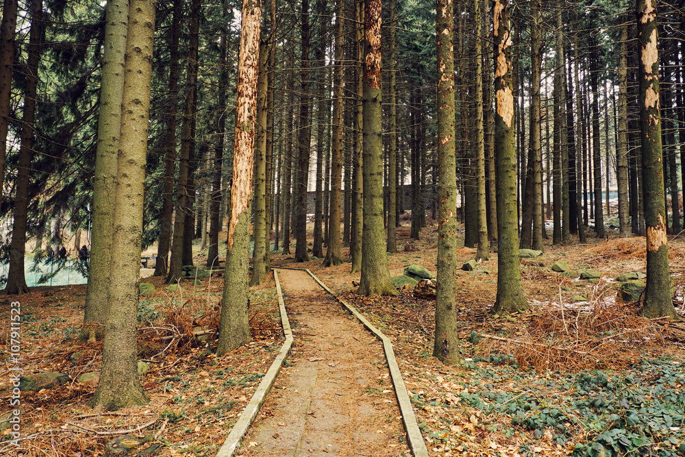 Footpath in forest Footpath in forest