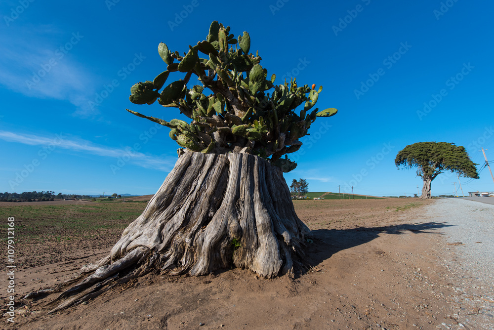 Large tree trunk with cactus growing out Large tree trunk with cactus growing out