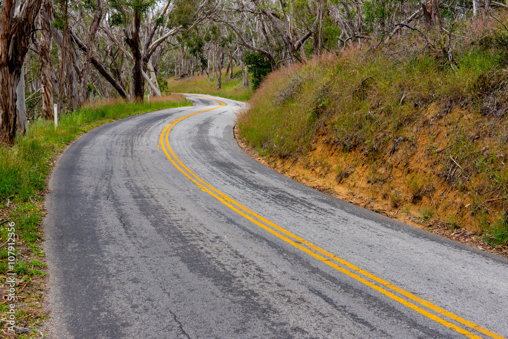 Fototapeta premium Curvy road with double yellow lines in forrest