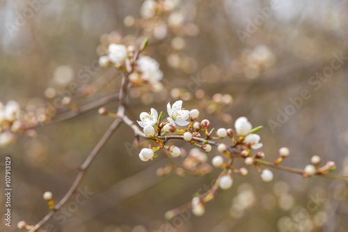 White cherry blossoms.