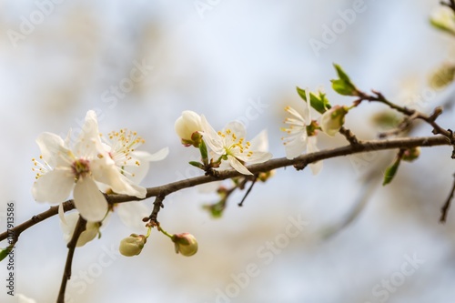 White cherry blossoms. © milosz_g