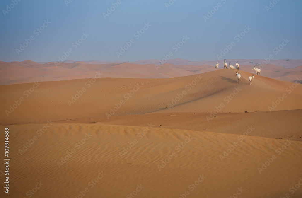 Desert near Dubai at Sunrise with Oryxes on sand dunes