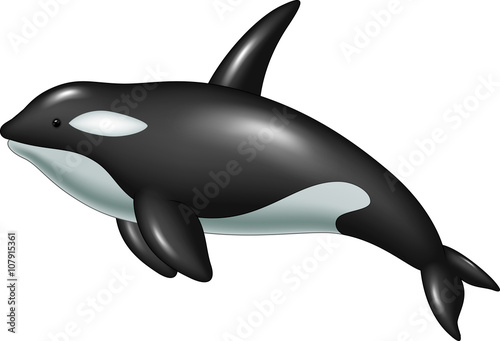 Cute killer whale  isolated on white background 