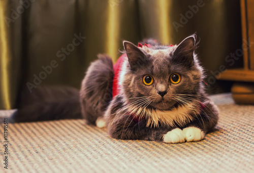 Fototapeta Naklejka Na Ścianę i Meble -  Grey funny kitty, cute cat dressed in the red